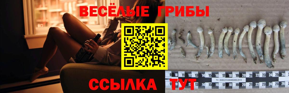 Ишимбай  Галлюциногенные грибы Psilocybe  Вход с VPN 